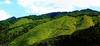 林業(yè)巡檢解決方案