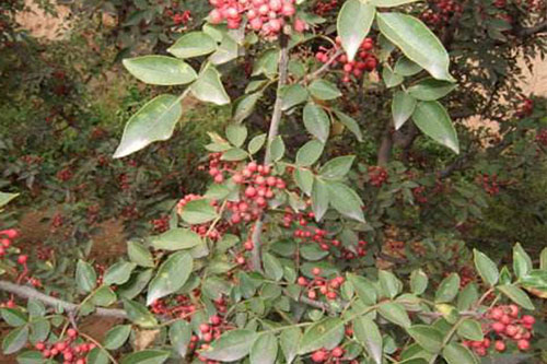 GPS巡檢系統在農林防護中的應用